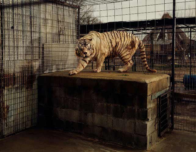 Taryn Simon - White Tiger Kenny Selective Inbreeding 2007