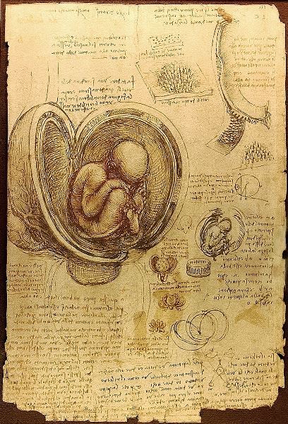 Leonardo da Vinci – Estudio del embrión humano realizado entre 1510-1513