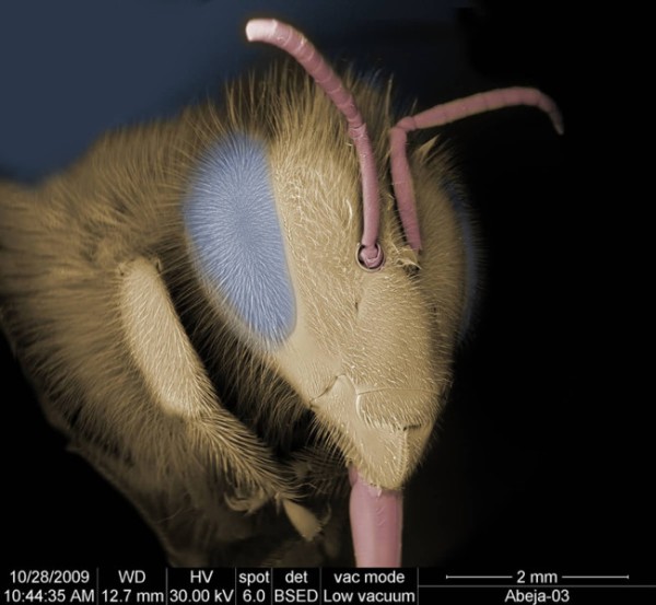Luis Monje - Fotografía científica. Fotomicrografía de barrido ambiental de la cabeza de una abeja común.
